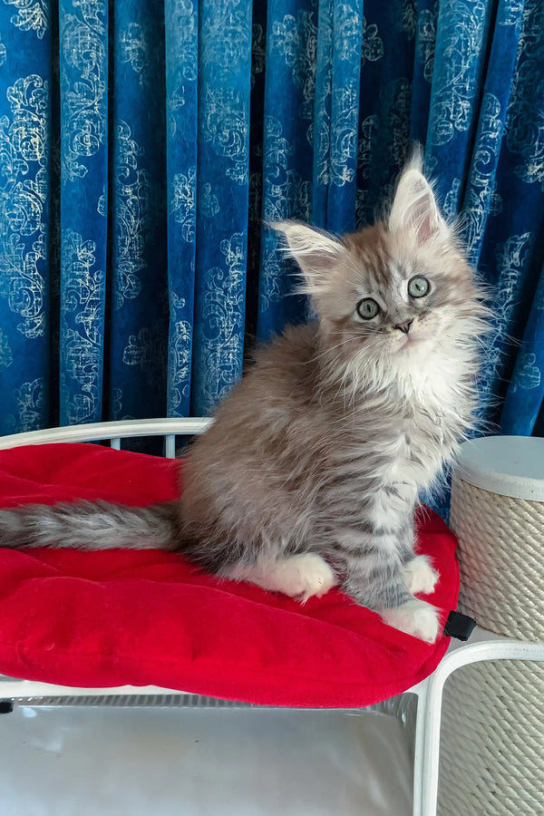 Fluffy gray tabby kitten named Gilbert from the Maine Coon breed