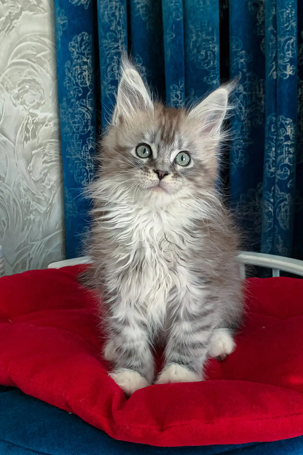 Cute fluffy gray and white kitten named Gilbert, a Maine Coon cutie