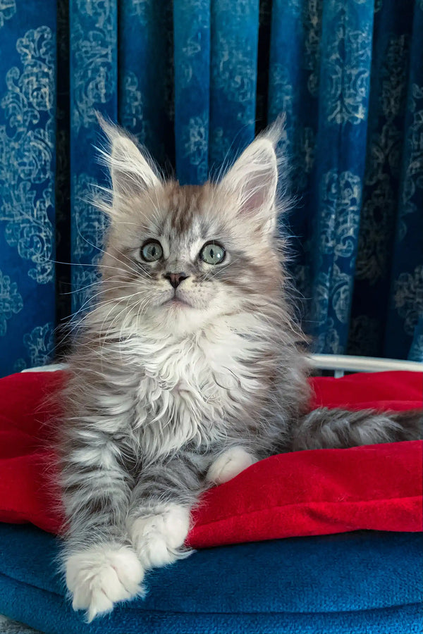 Cute fluffy gray and white Maine Coon kitten named Gilbert looking playful and adorable