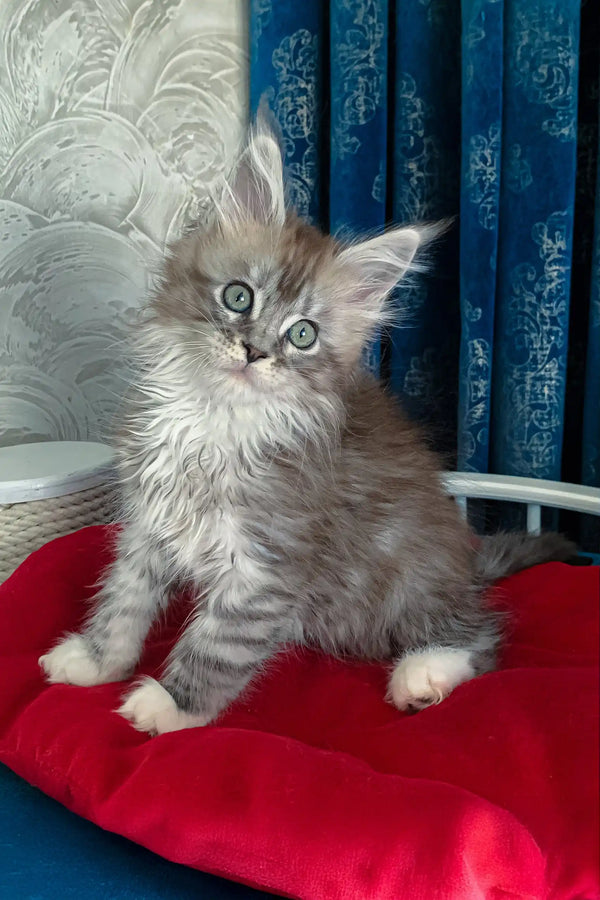 Gray tabby kitten with tufted ears from the Gilbert Maine Coon Kitten collection