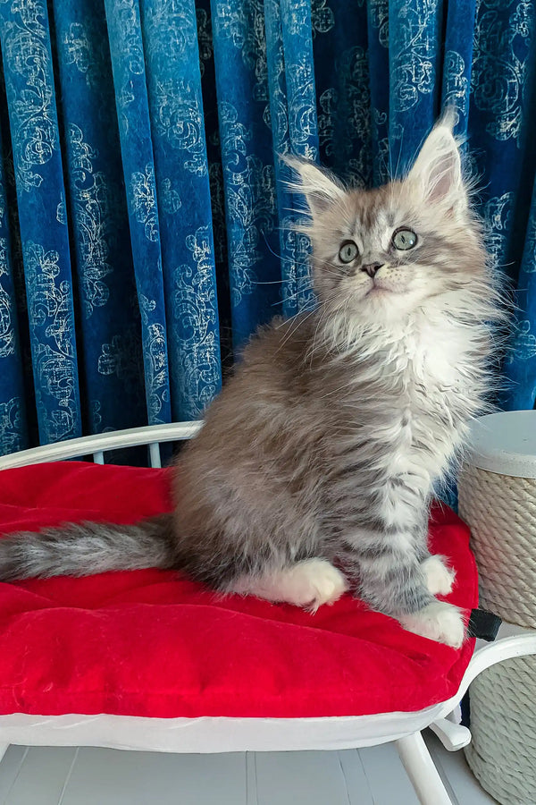 Gray and white Maine Coon kitten named Gilbert, perfect for your cuddle sessions