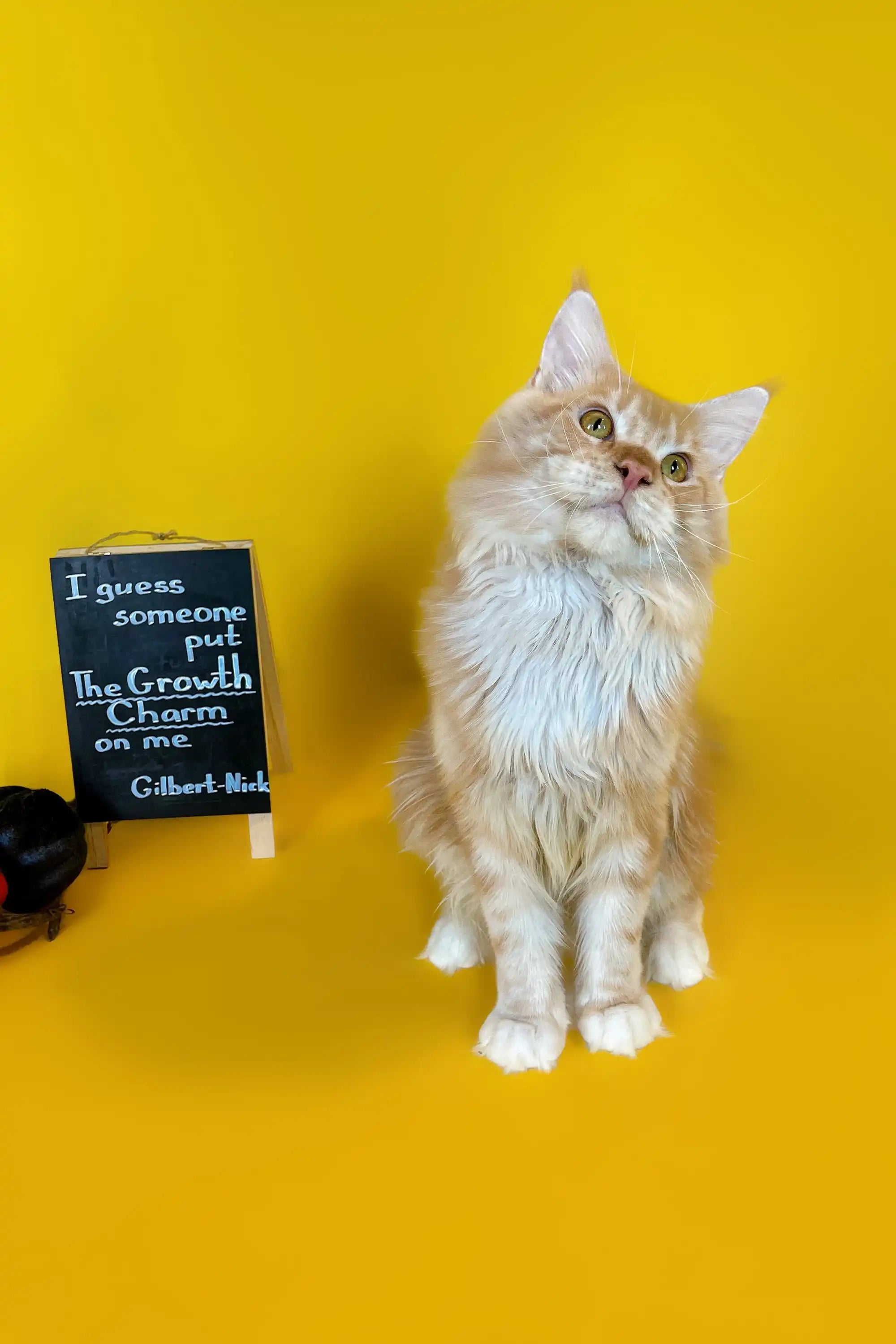 Maine Coon Kittens for Sale Gilbert| Kitten