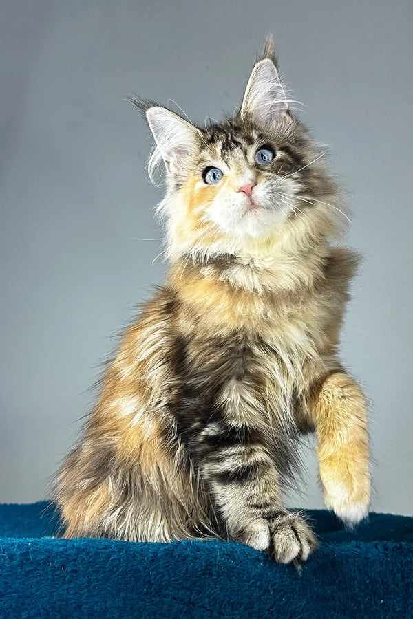 Gillian | maine coon kitten