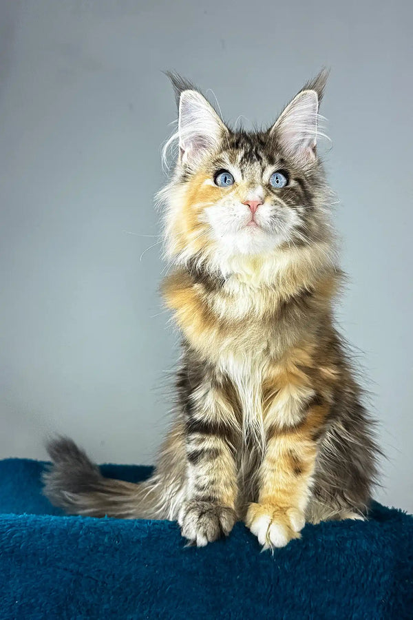 Gillian | maine coon kitten