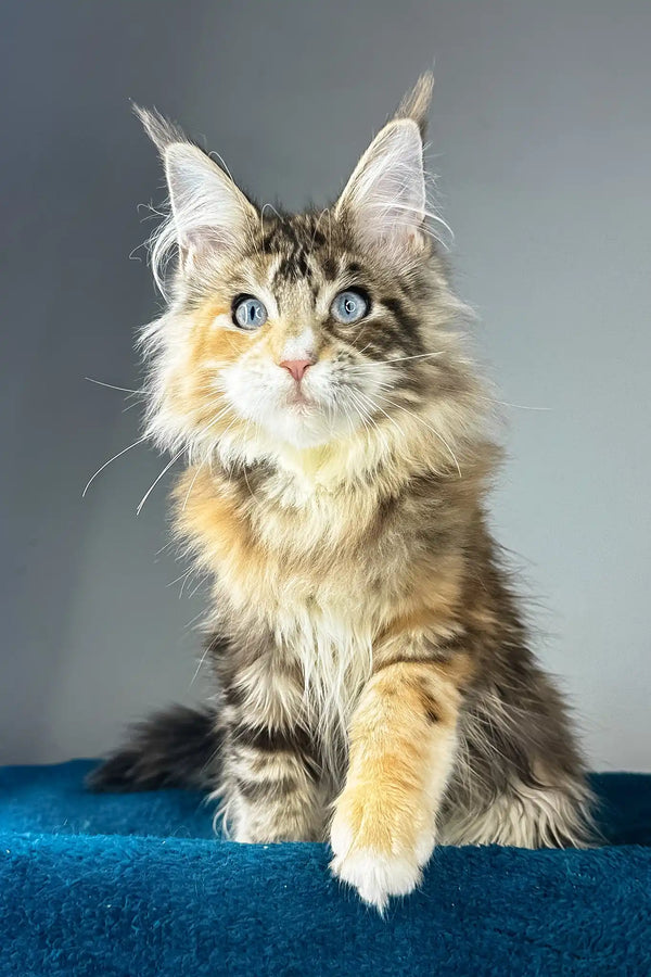 Gillian | maine coon kitten