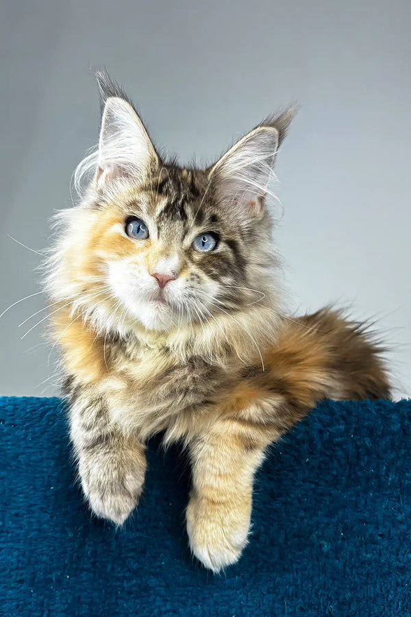 Gillian | maine coon kitten