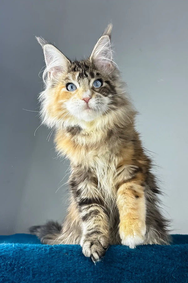 Gillian | maine coon kitten