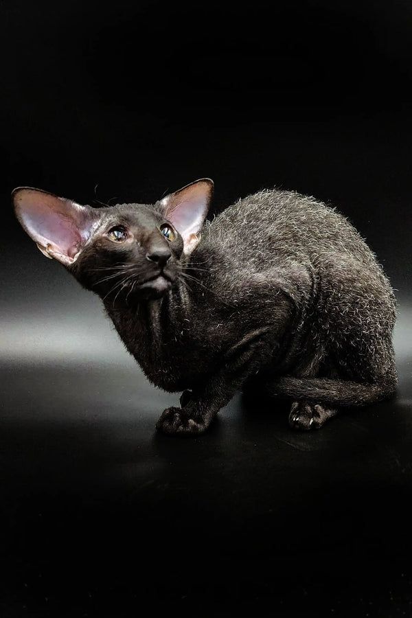Adorable Gillian Peterbald kitten with large ears and wrinkled skin, ready for adoption