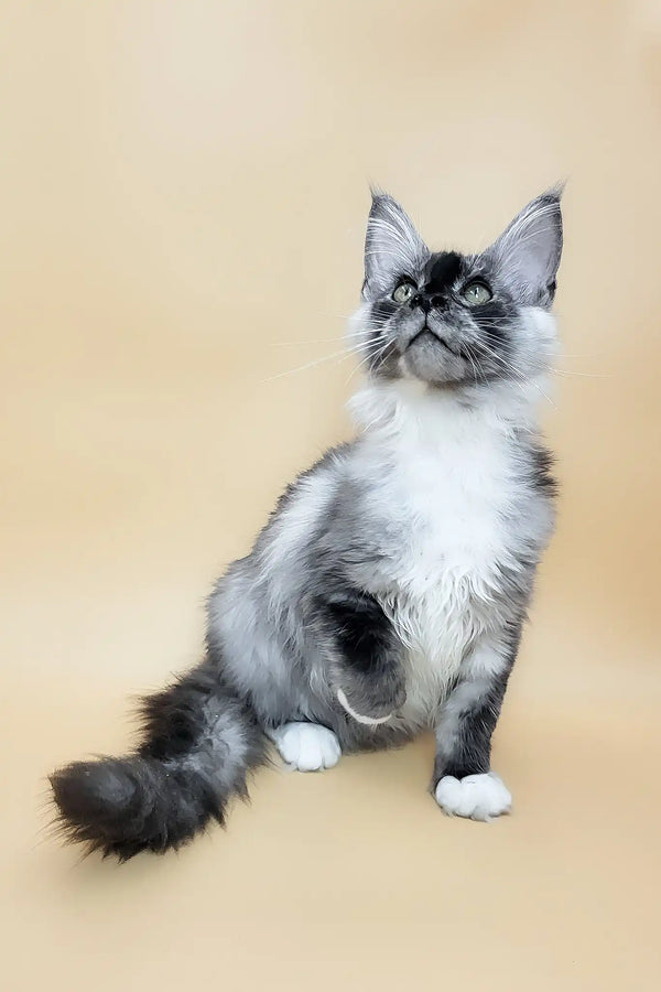 Gin | maine coon kitten