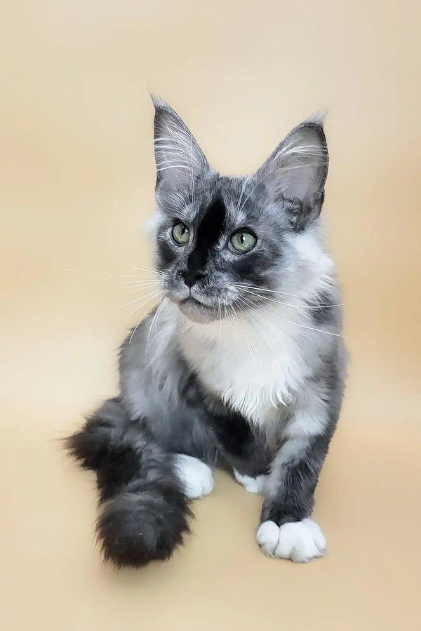 Gin | maine coon kitten