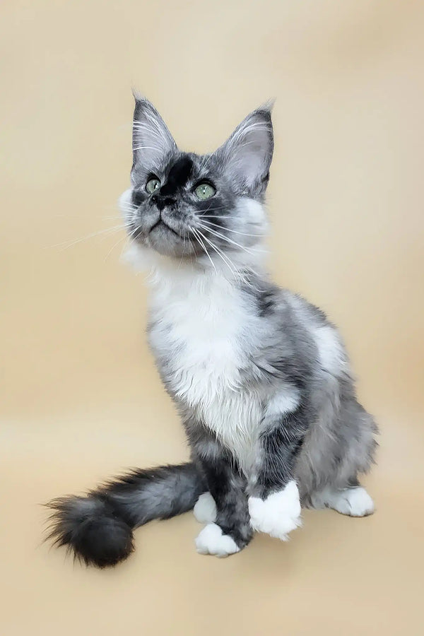 Gin | maine coon kitten
