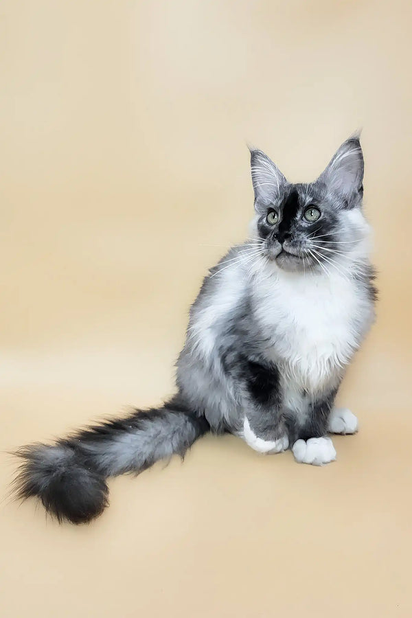 Gin | maine coon kitten