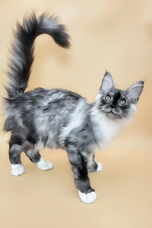 Gin | maine coon kitten