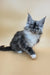 Gin | maine coon kitten