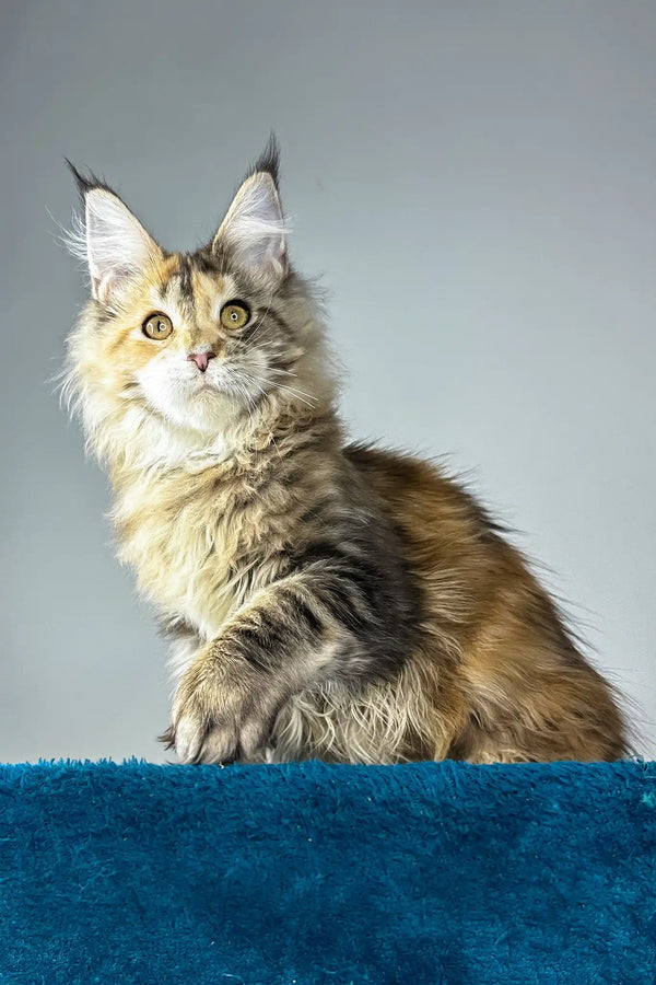 Gina | maine coon kitten