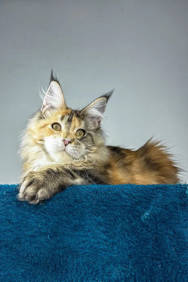 Gina | maine coon kitten
