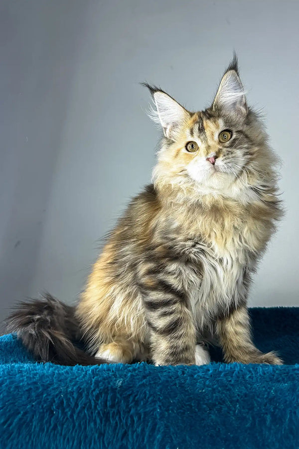 Gina | maine coon kitten