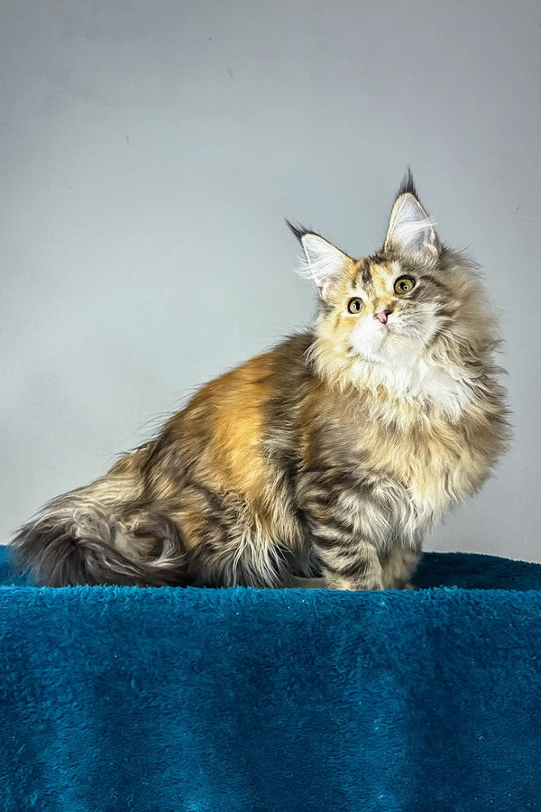 Gina | maine coon kitten