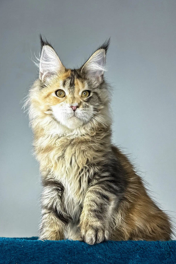 Gina | maine coon kitten
