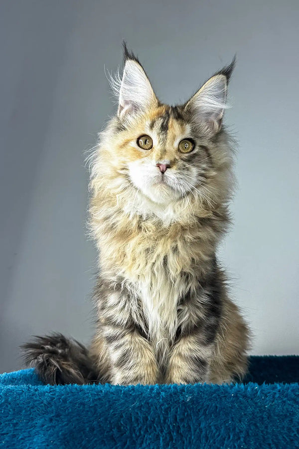 Gina | maine coon kitten