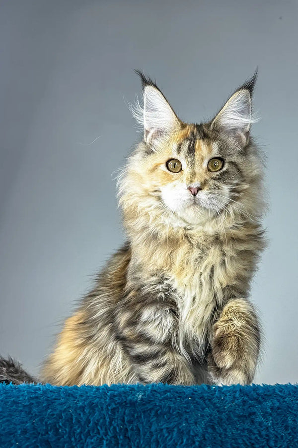 Gina | maine coon kitten
