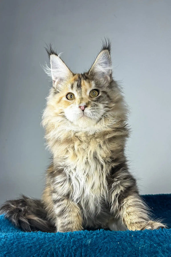 Gina | maine coon kitten