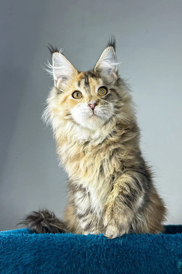 Gina | maine coon kitten