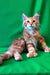 Fluffy Ginger Maine Coon Kitten with alert eyes, a rare red tabby look and perked ears