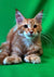 Maine Coon kitten Ginger with long fur and ear tufts, a rare red tabby cutie