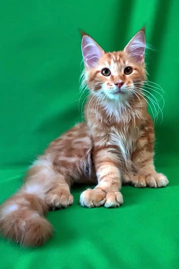 Adorable Orange and White Maine Coon Kitten with Long Fur and Alert Expression