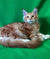 Alert long-haired Ginger Maine Coon kitten, a rare red tabby, lounging stylishly