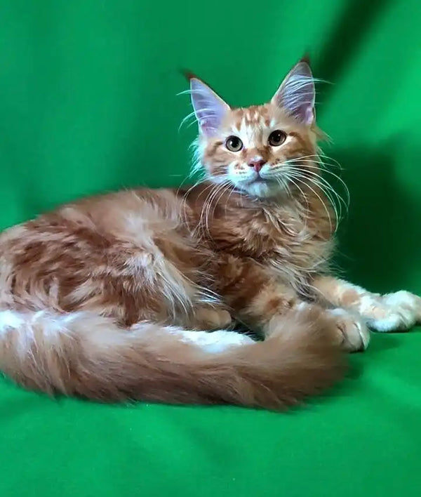 Alert long-haired Ginger Maine Coon kitten, a rare red tabby, lounging stylishly