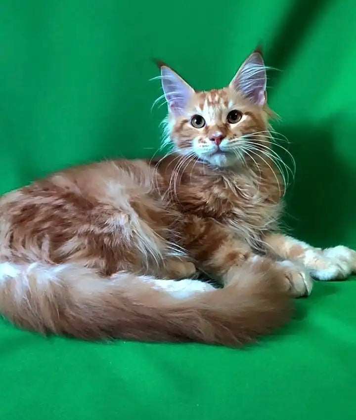 Maine Coon Kittens for Sale Ginger | Kitten