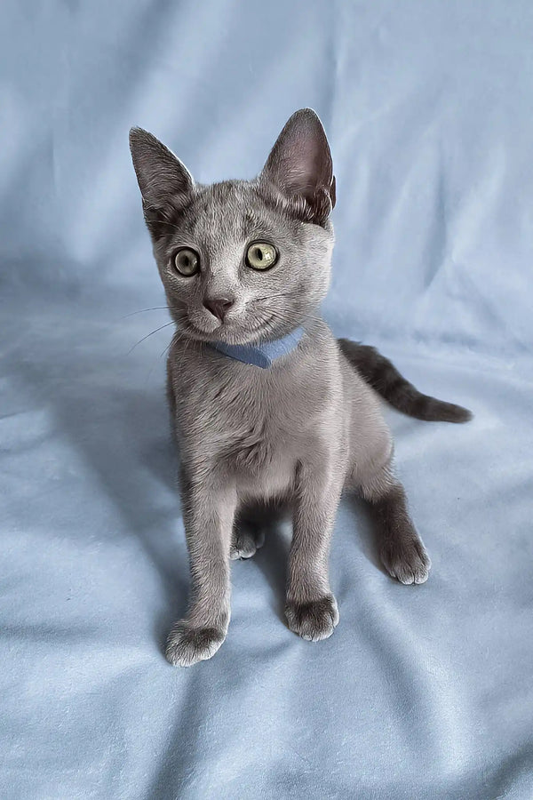 Ginny | russian blue kitten