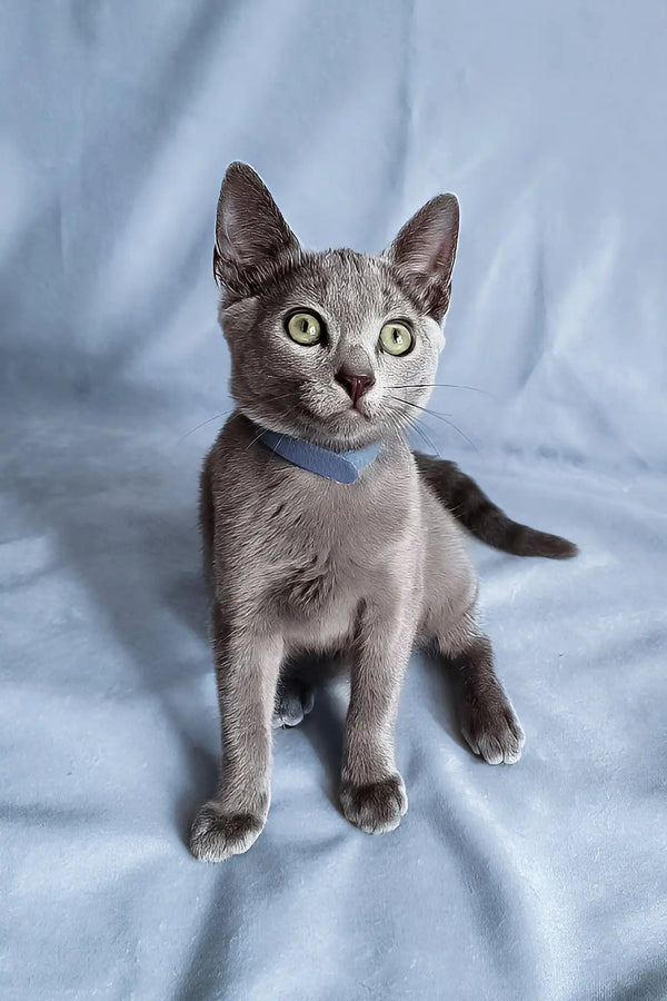 Ginny | russian blue kitten