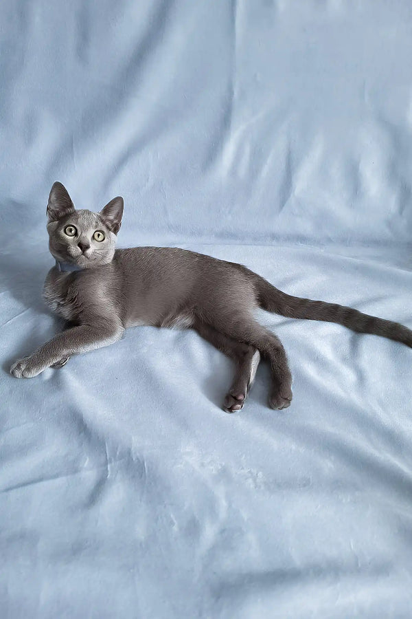 Ginny | russian blue kitten