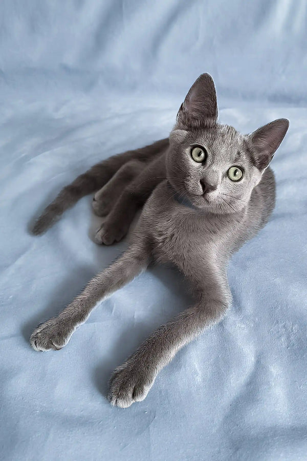 Ginny | russian blue kitten