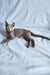 Ginny | russian blue kitten