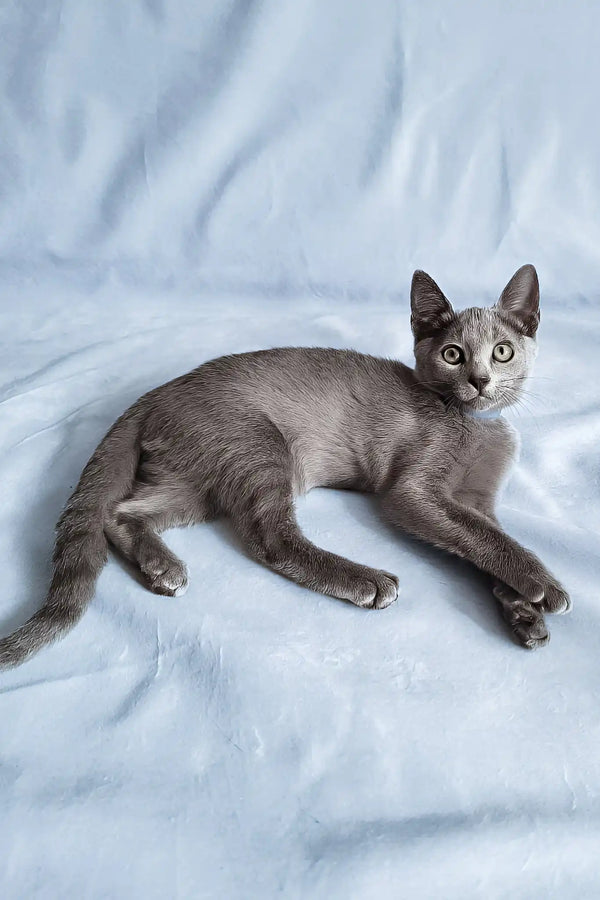 Ginny | russian blue kitten