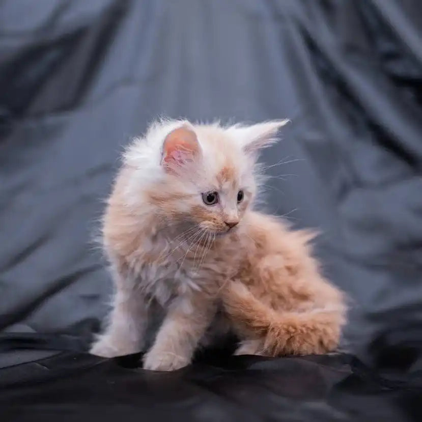 Maine Coon Kittens for Sale Gino | Kitten