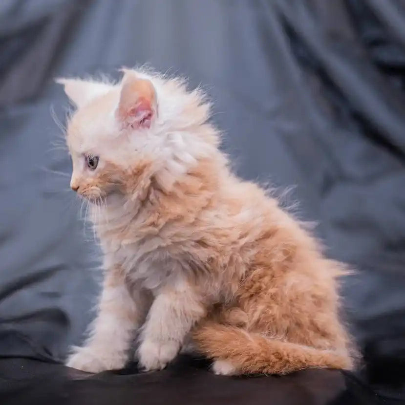 Maine Coon Kittens for Sale Gino | Kitten