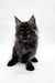 Fluffy black Maine Coon kitten with pointed ears and bright eyes ready for adoption