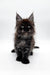 Fluffy black Maine Coon kitten with blue eyes and cute ear tufts for Gipsy