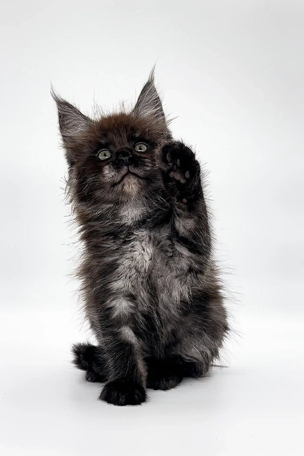 Fluffy gray Maine Coon kitten with pointed ears and a raised paw for Gipsy product