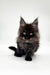 Fluffy black Maine Coon kitten with bright eyes and pointed ears, named Gipsy