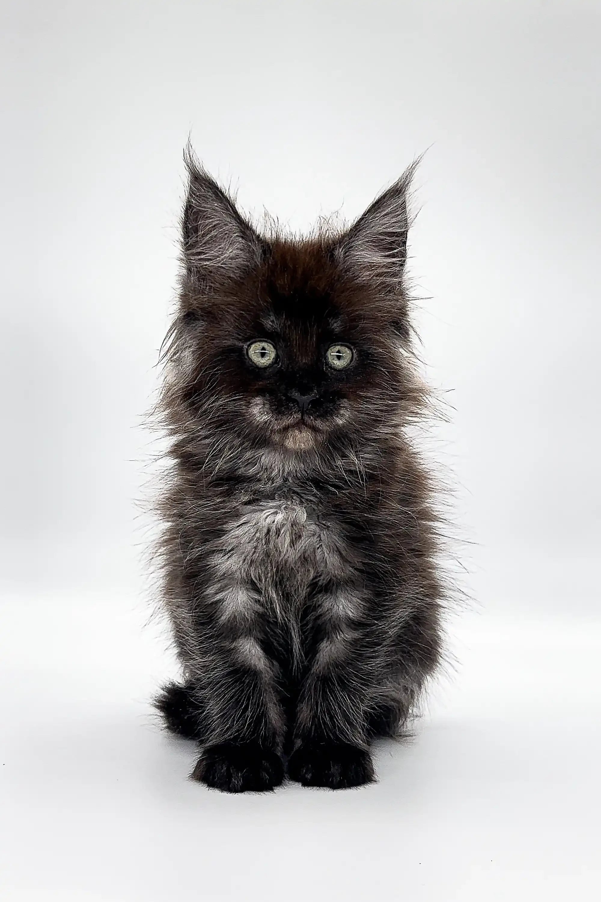 Maine Coon Kittens for Sale Gipsy | Kitten