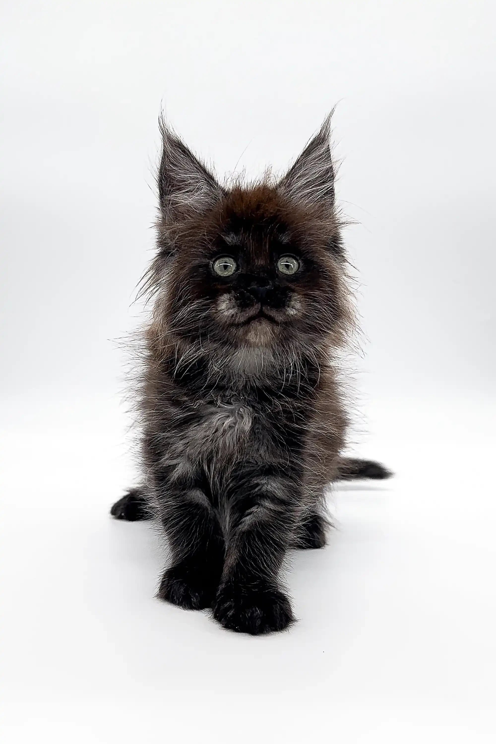 Maine Coon Kittens for Sale Gipsy | Kitten