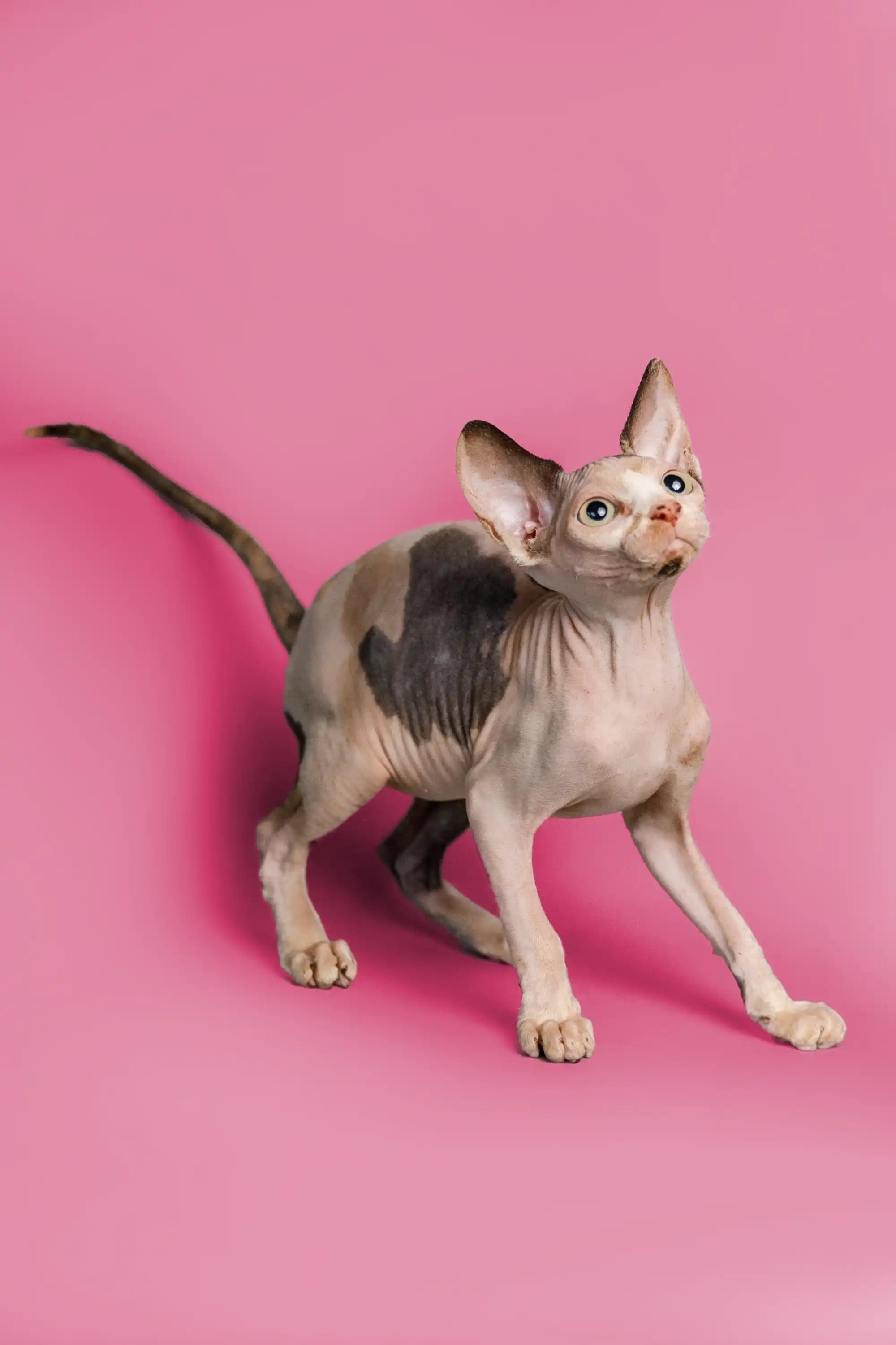 Hairless Sphynx Cats & Kittens for Sale Gladis| Kitten