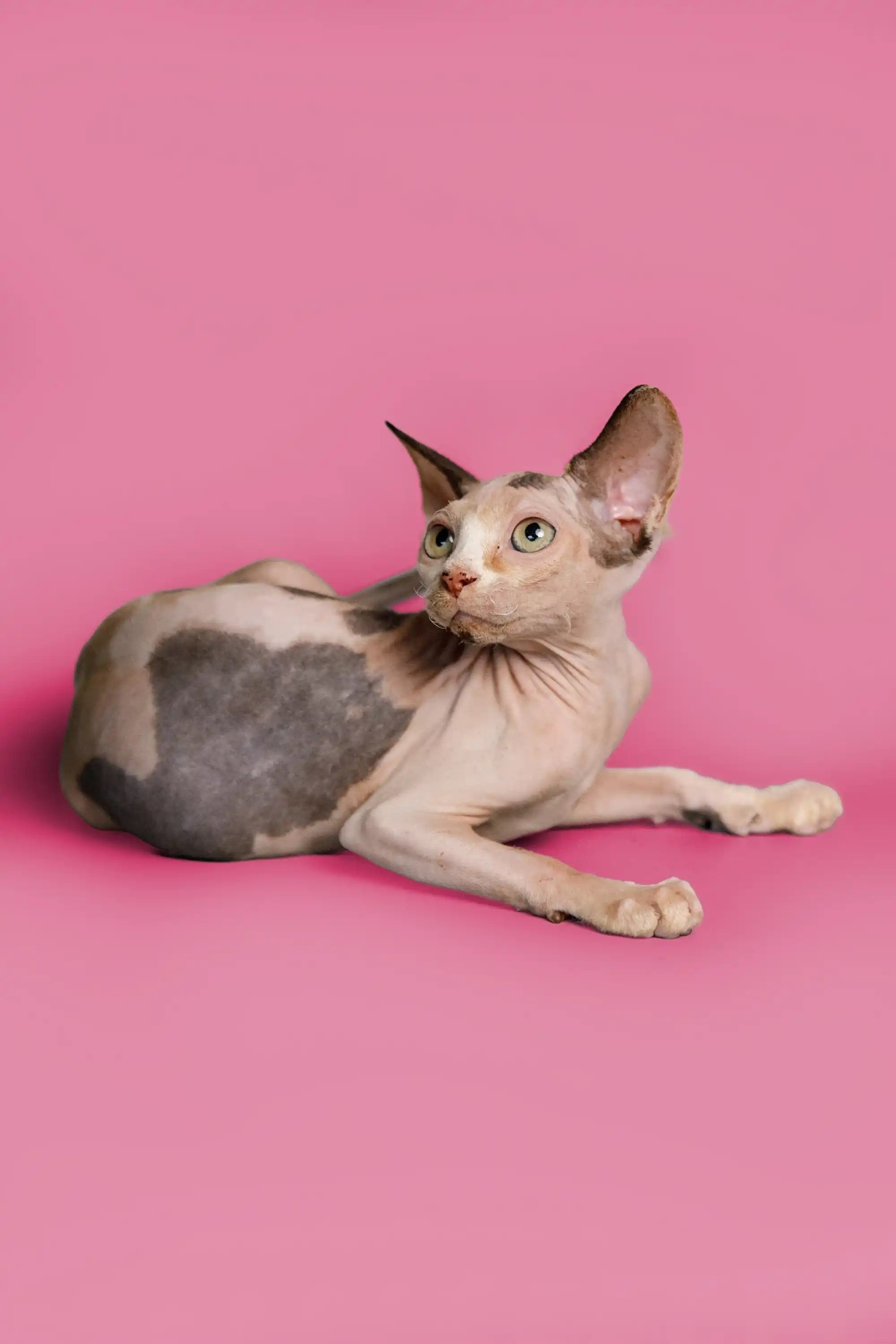 Hairless Sphynx Cats & Kittens for Sale Gladis| Kitten