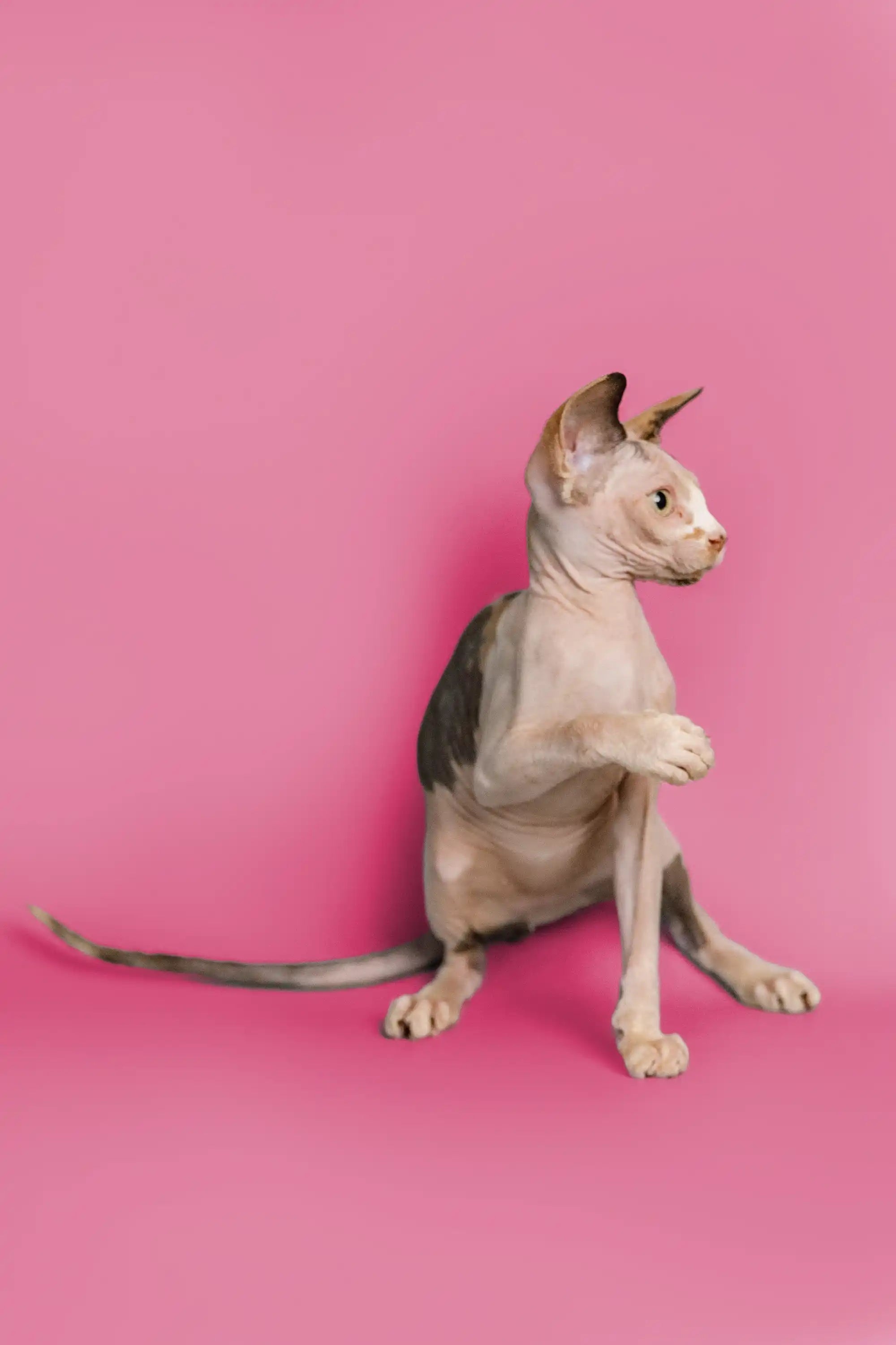 Sphynx Cats and Kittens for Sale Gladis| Kitten